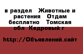  в раздел : Животные и растения » Отдам бесплатно . Томская обл.,Кедровый г.